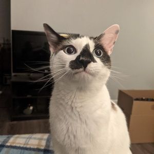 Meet your Posher, Nikhil